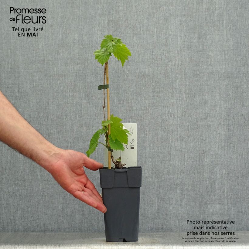 Spécimen de Vigne Frankenthaler Pot de 2L/3L tel que livré au printemps