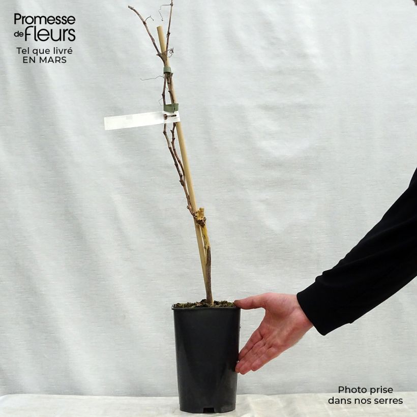 Spécimen de Vigne Madeleine Royale (Madeleine Impériale) Pot de 2L/3L tel que livré au printemps
