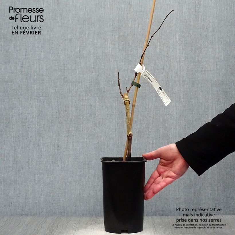 Spécimen de Vigne Madeleine Royale (Madeleine Impériale) Pot de 2L/3L tel que livré en hiver