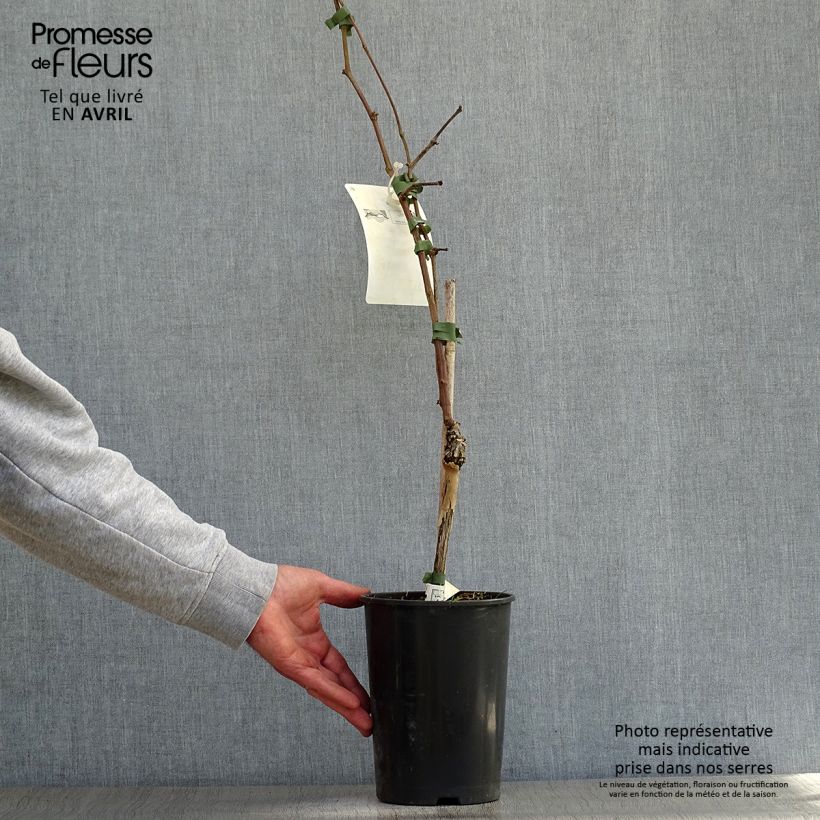 Vid Merlot Maceta 2L/3L Ejemplar entregado en la primavera