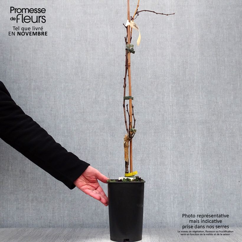 Spécimen de Vigne Muscat Petits grains Pot de 2L/3L tel que livré en automne