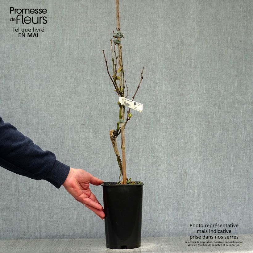 Spécimen de Vigne Muscat Petits grains Pot de 2L/3L tel que livré au printemps