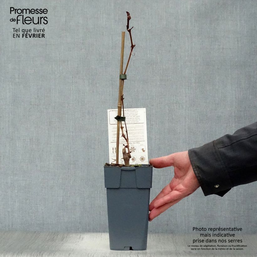 Spécimen de Vigne Muscat champion Pot de 2L/3L tel que livré en hiver