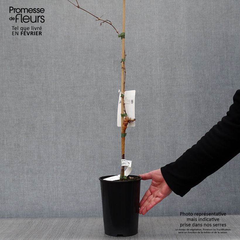 Spécimen de Vigne Muscat d'Alexandrie Pot de 2L/3L tel que livré en hiver