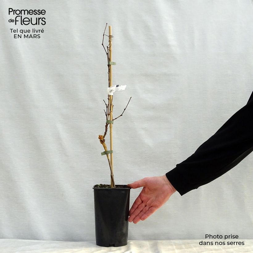 Spécimen de Vigne Noir Hâtif de Marseille Pot de 2L/3L tel que livré au printemps