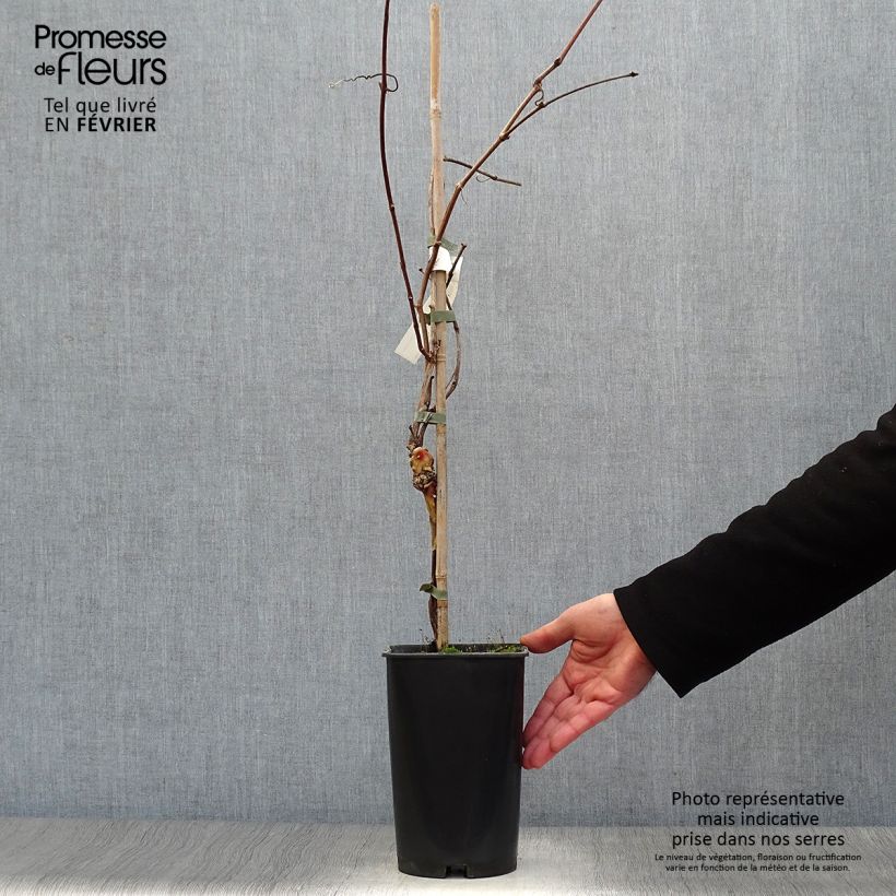 Spécimen de Vigne Noir Hâtif de Marseille Pot de 2L/3L tel que livré en hiver