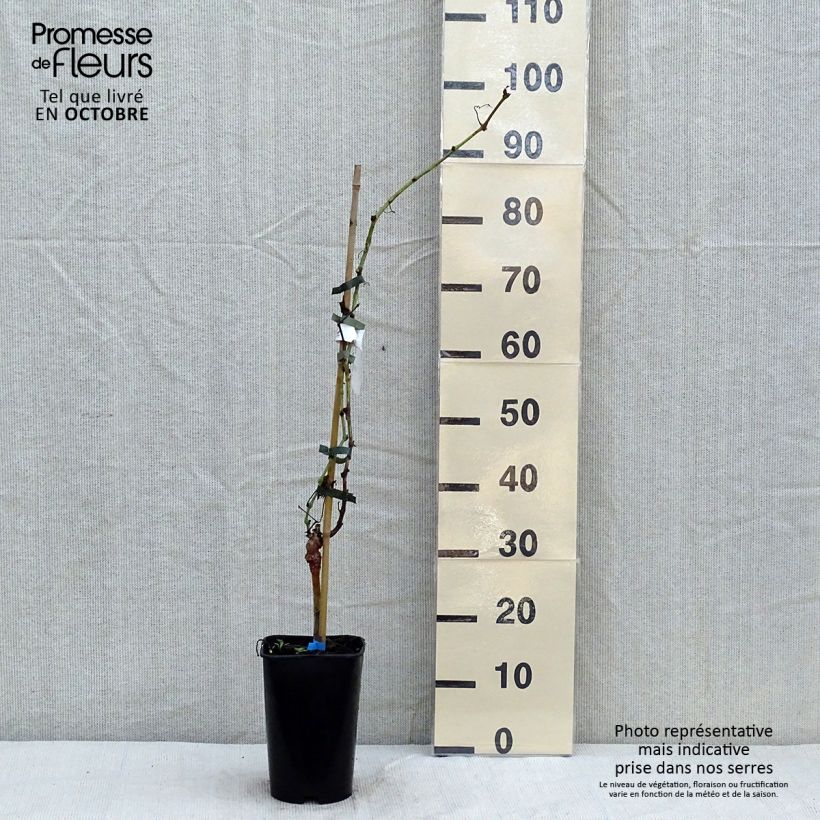 Spécimen de Vigne Ora Pot de 2L/3L tel que livré en automne