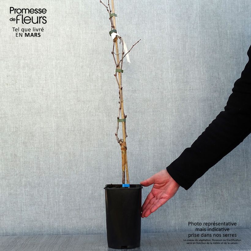 Spécimen de Vigne Ora Pot de 2L/3L tel que livré en hiver