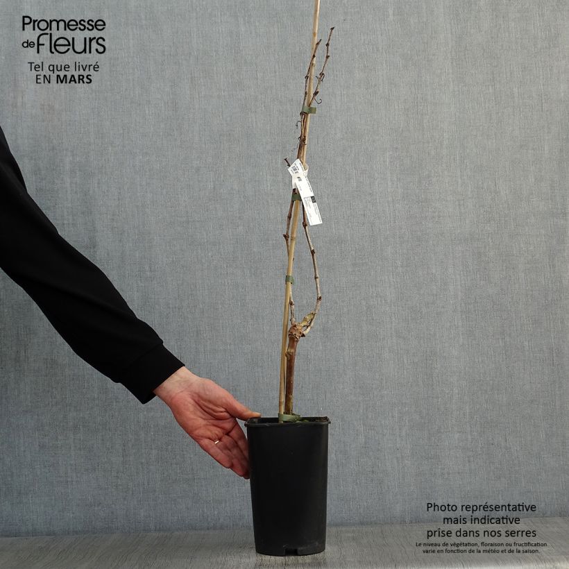 Spécimen de Vigne Perle de Csaba Pot de 1,5L/2L tel que livré en hiver