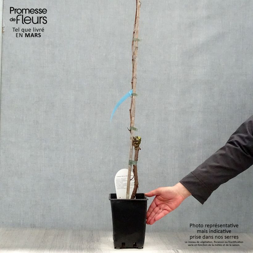 Amostra de Videira Perle de Csaba Vaso de 1,5 L/2 L tal como entregue na primavera