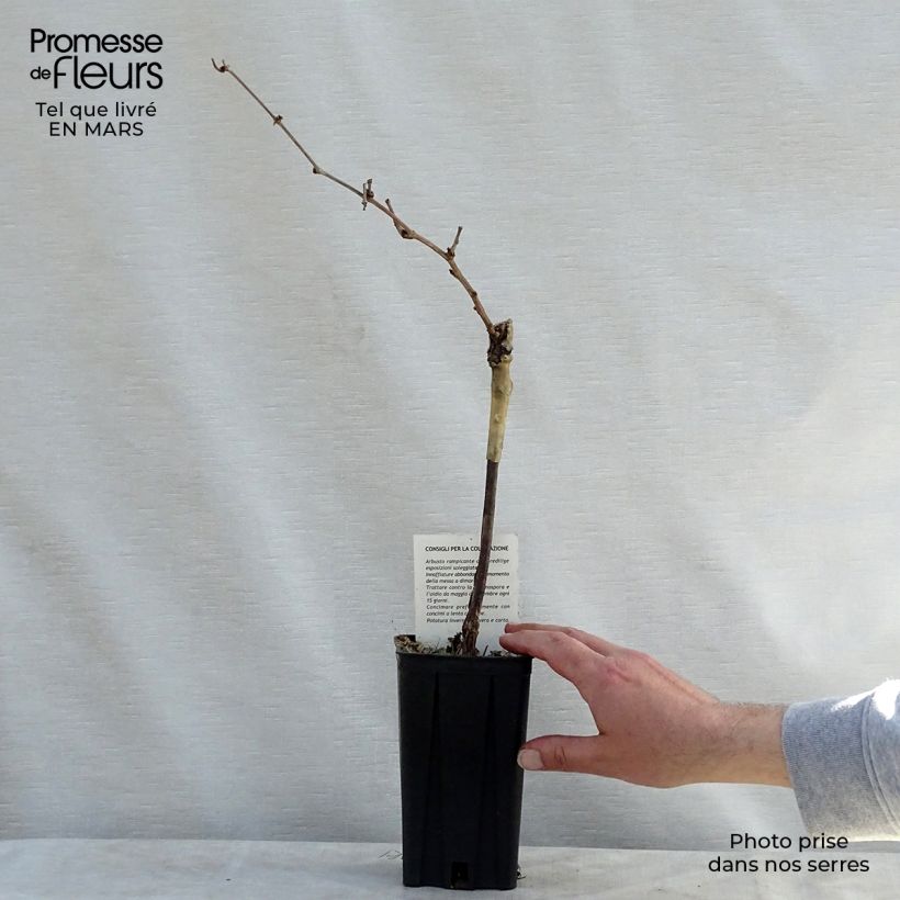 Spécimen de Vigne Riesling - Vitis vinifera Pot de 1,5L/2L, Tuteur tel que livré au printemps