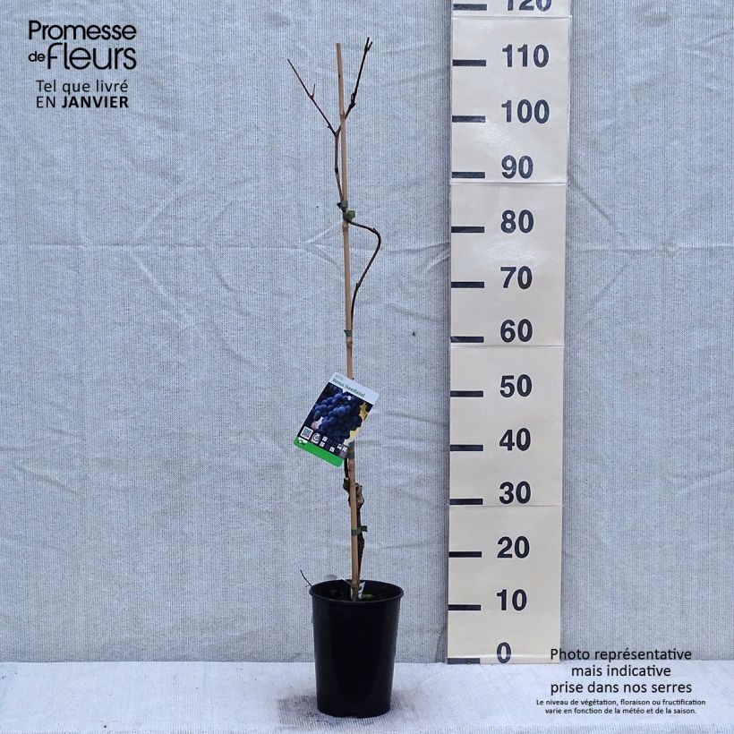 Spécimen de Vigne Venus Pot de 1,5L/2L tel que livré en hiver