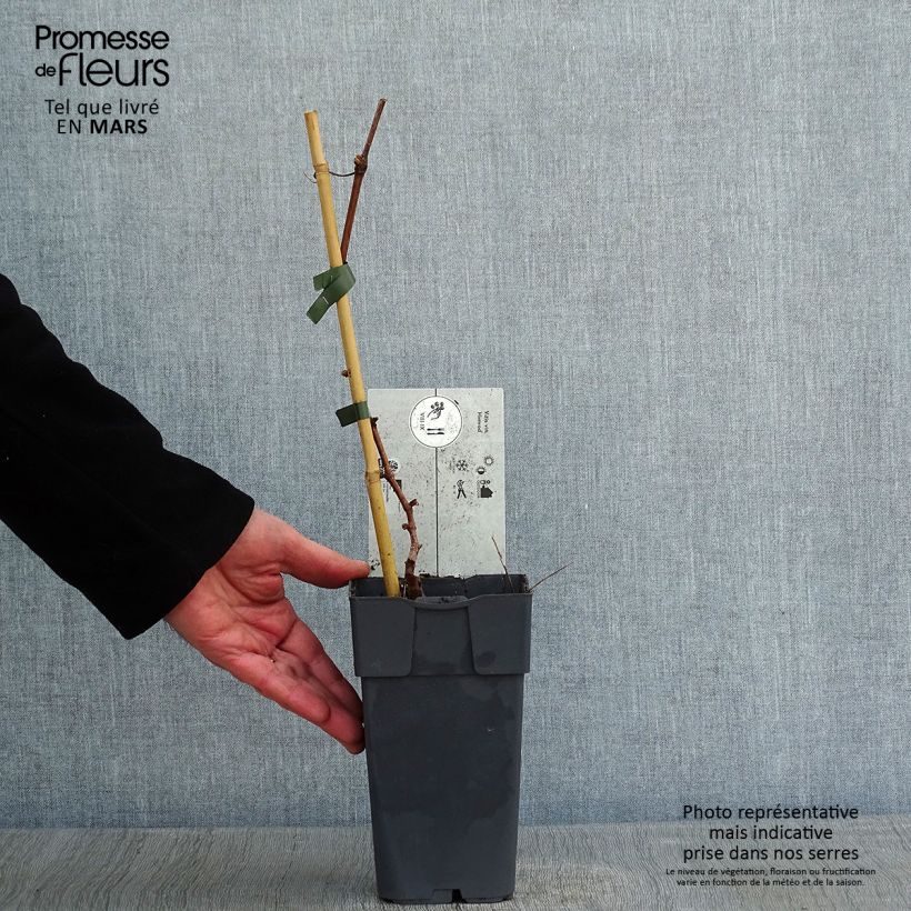 Spécimen de Vigne - Vitis vinifera Himrod Pot de 1,5L/2L tel que livré en hiver