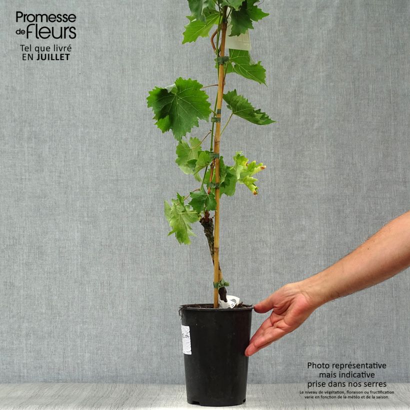 Spécimen de Vigne - Vitis vinifera Muscat Bleu Pot de 2L/3L tel que livré en été