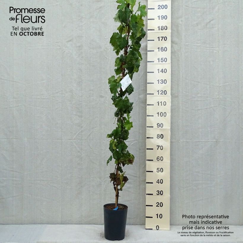 Spécimen de Vigne - Vitis vinifera Muscat Bleu Pot de 4L/5L tel que livré en automne