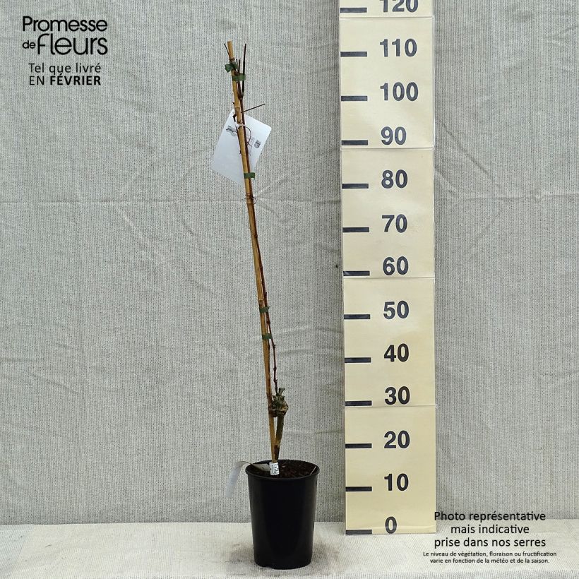 Spécimen de Vigne - Vitis vinifera Muscat Bleu Pot de 2L/3L tel que livré en hiver