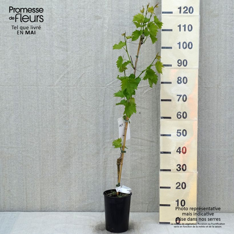 Spécimen de Vigne - Vitis vinifera Muscat Bleu Pot de 2L/3L tel que livré au printemps
