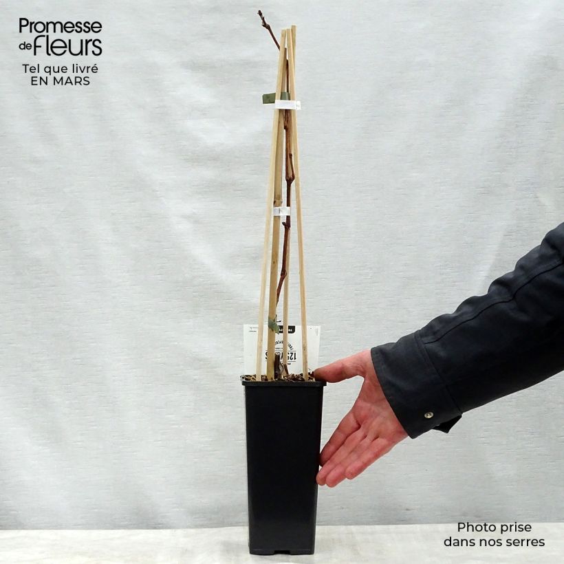 Spécimen de Vigne Vroege Van Der Laan Pot de 1,5L/2L tel que livré au printemps