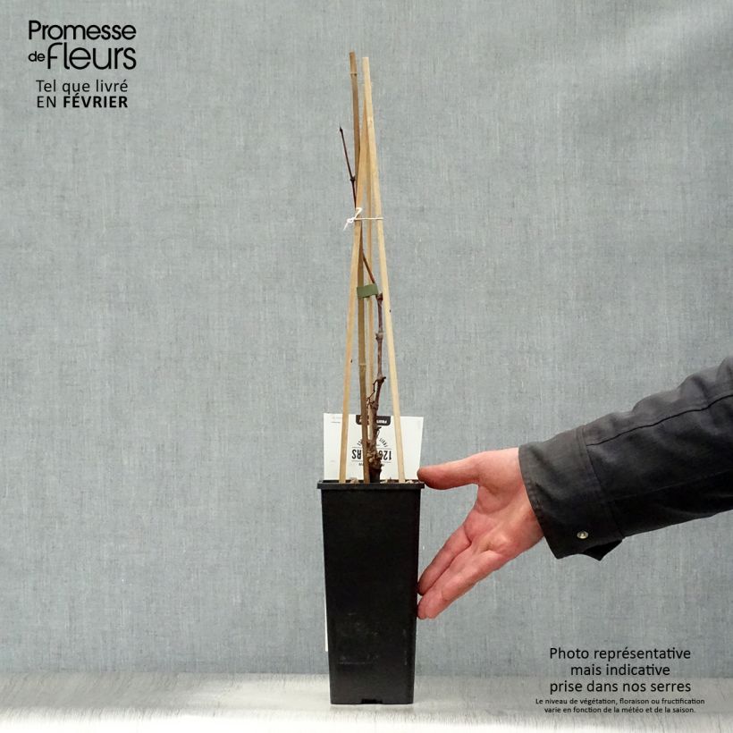 Spécimen de Vigne Vroege Van Der Laan Pot de 1,5L/2L tel que livré en hiver