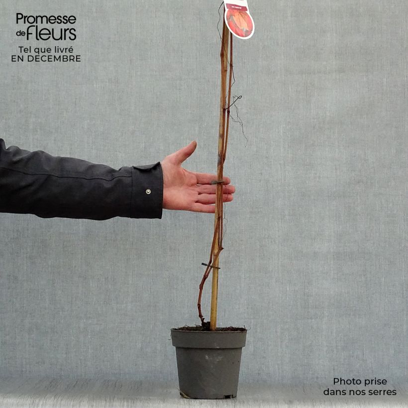 Spécimen de Vigne d'ornement - Vitis coignetiae Pot de 2L/3L tel que livré en hiver