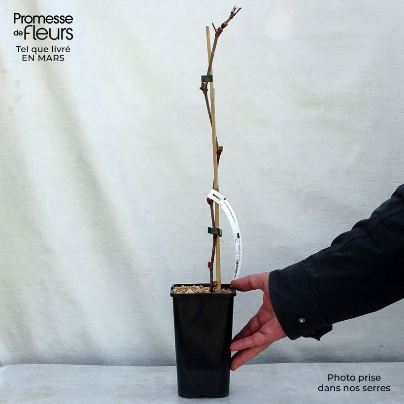 Spécimen de Vigne d'ornement - Vitis vinifera Incana Pot de 1,5L/2L tel que livré au printemps