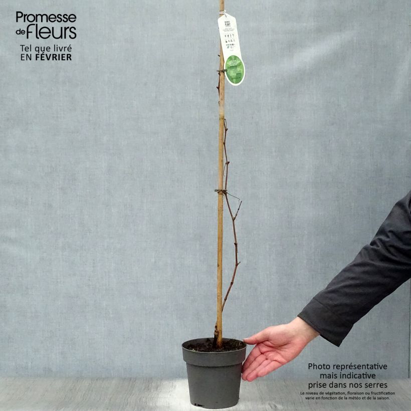 Spécimen de Vigne d'ornement - Vitis vinifera Purpurea Pot de 2L/3L tel que livré en hiver
