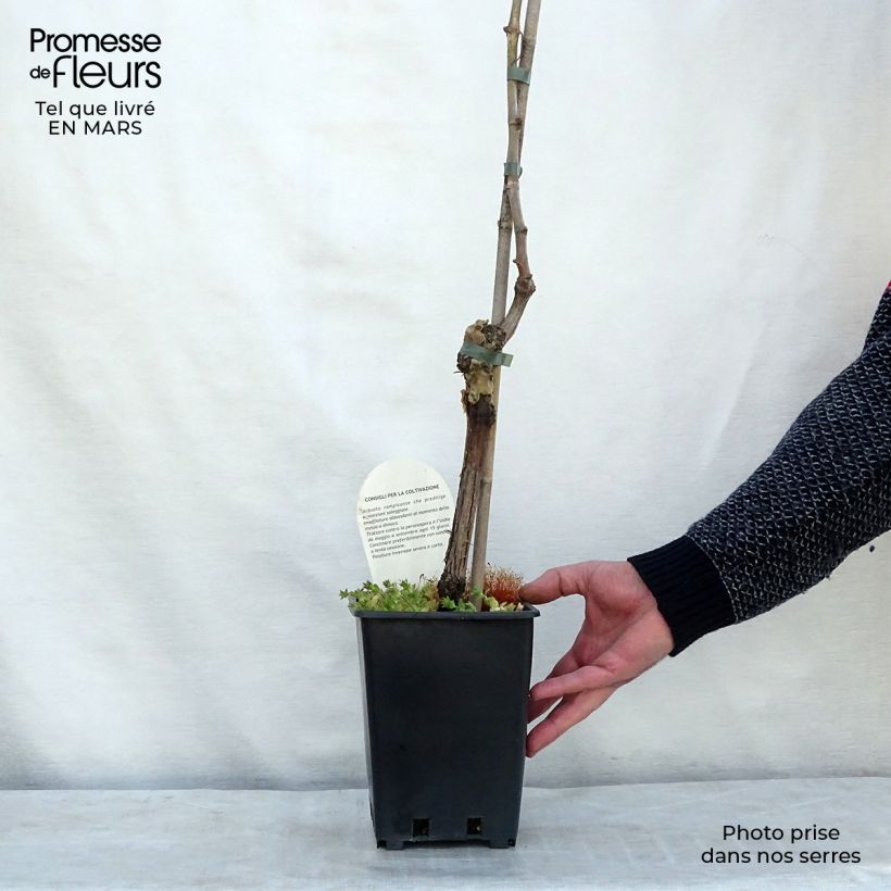 Spécimen de Vigne sans pépin Apirena bianca Pot de 3L/4L tel que livré au printemps