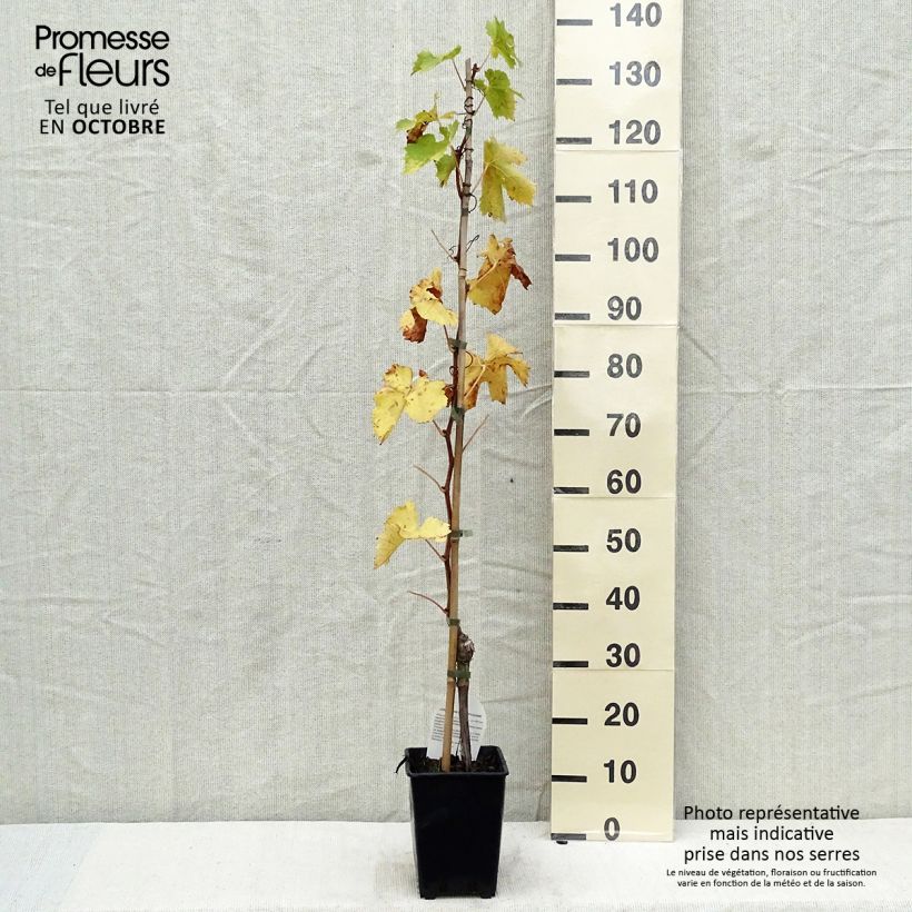 Spécimen de Vigne sans pépin Apirena rossa Pot de 3L/4L tel que livré en automne