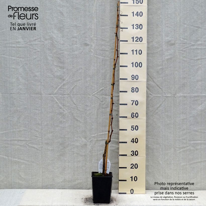 Spécimen de Vigne sans pépin Sultanica bianca - Sultanine Pot de 1,5L/2L tel que livré en hiver