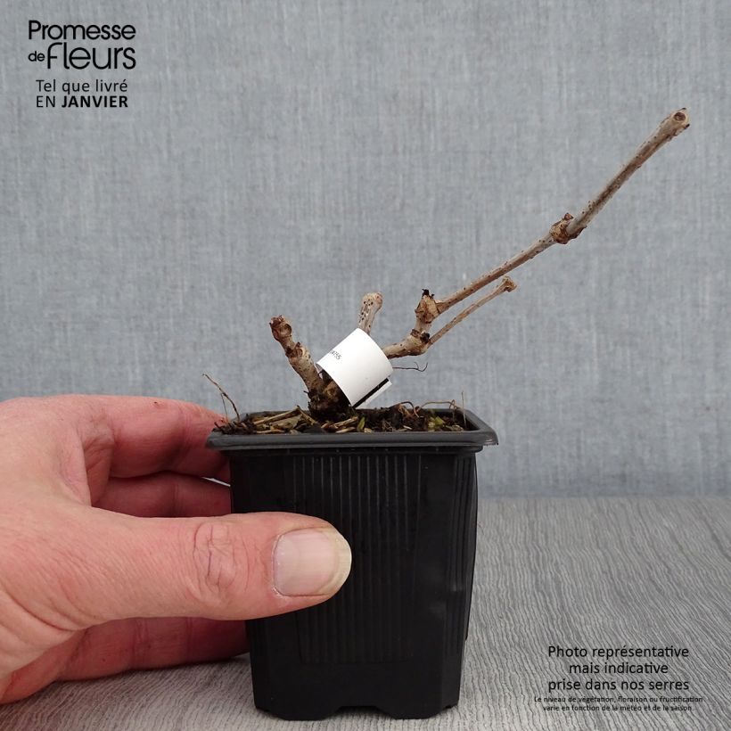 Spécimen de Vigne vierge - Parthenocissus quinquefolia Engelmannii Godet de 8/9 cm tel que livré en hiver