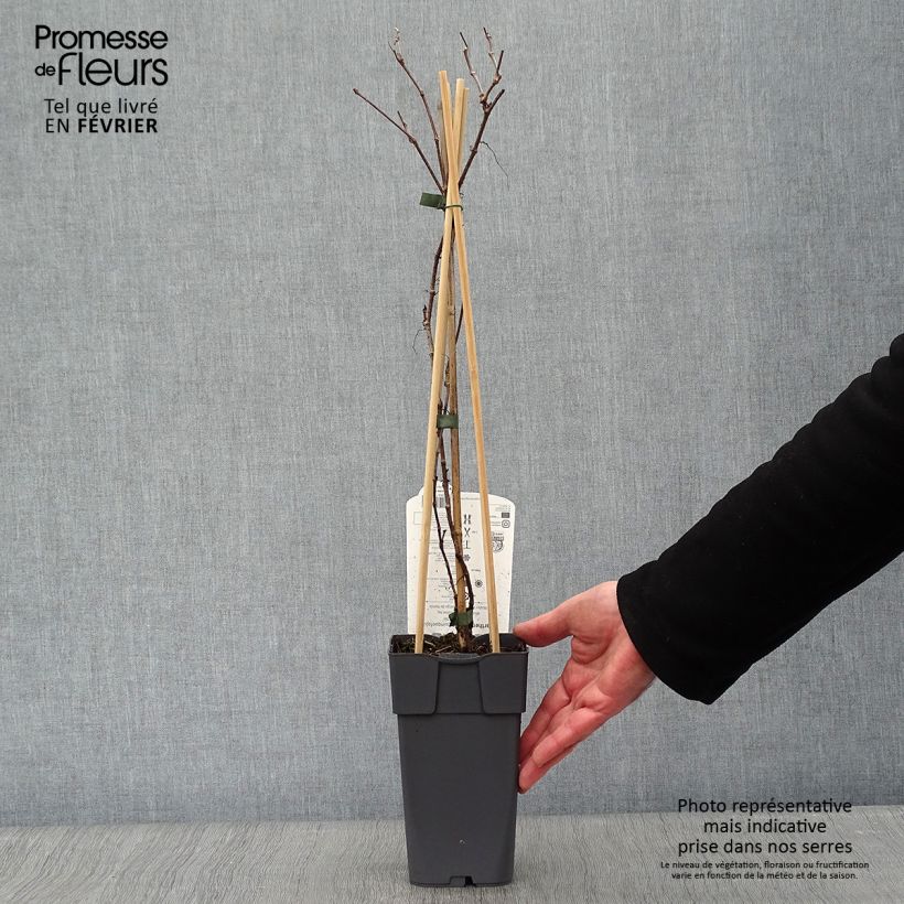 Spécimen de Vigne vierge - Parthenocissus quinquefolia Engelmannii Pot de 2L/3L tel que livré en hiver