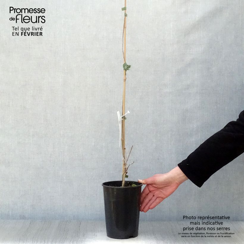 Spécimen de Vigne vierge - Parthenocissus quinquefolia Pot de 2L/3L tel que livré en hiver
