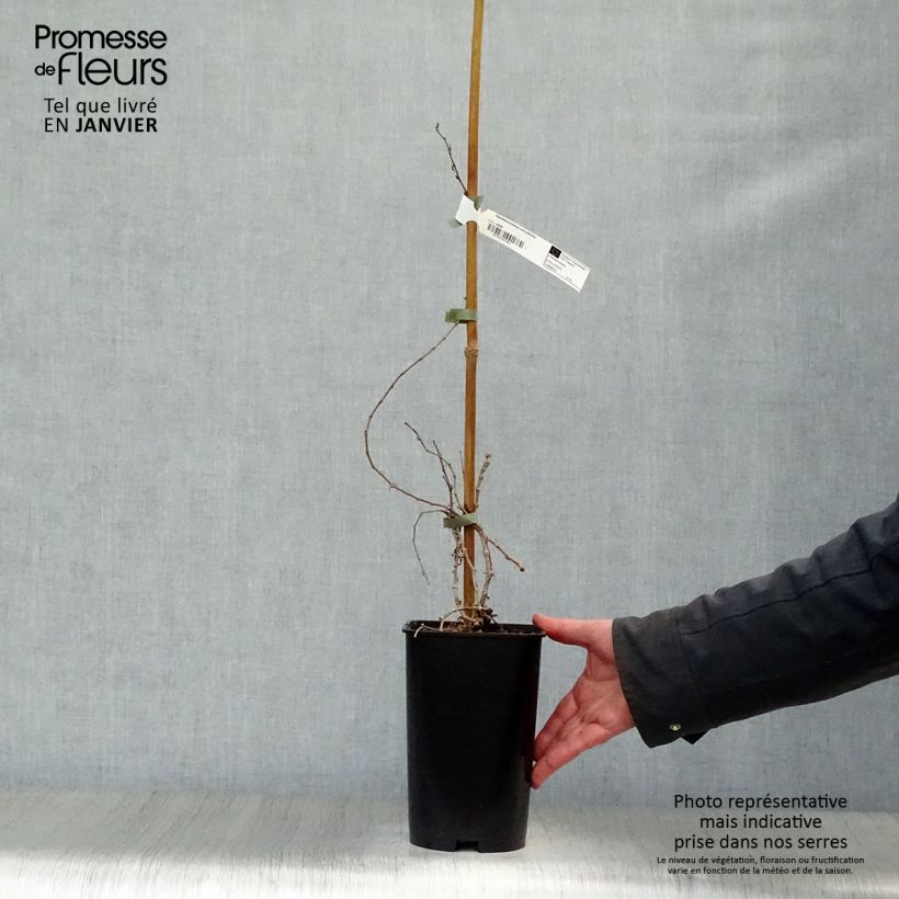 Spécimen de Vigne vierge - Parthenocissus tricuspidata Minutifolia Pot de 2L/3L tel que livré en hiver