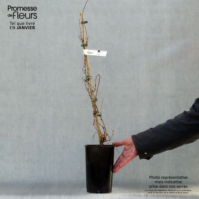 Spécimen de Vigne vierge - Parthenocissus tricuspidata Veitchii Robusta Pot de 1,5L/2L tel que livré en hiver