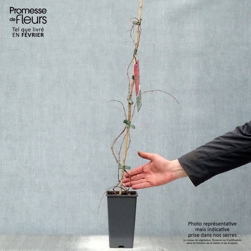 Spécimen de Vigne vierge - Parthenocissus tricuspidata Veitchii Pot de 2L/3L tel que livré en hiver