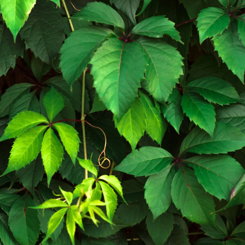 Vigne vierge commune - Parthenocissus viteacea (inserta) (Feuillage)