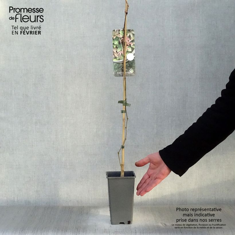Spécimen de Vigne vierge de Henry - Parthenocissus henryana Pot de 2L/3L tel que livré en hiver