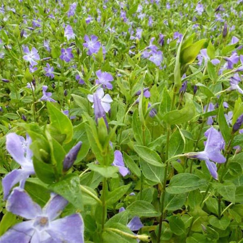 Pervinca-maior  - Vinca major (Floração)
