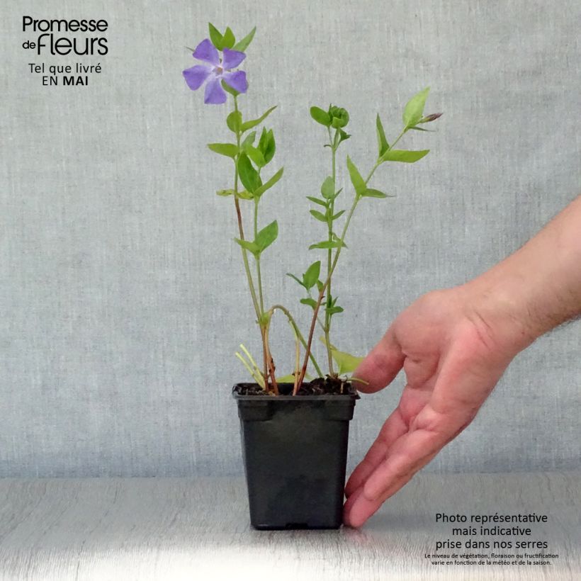 Spécimen de Vinca major - Grande Pervenche Godet de 7/8 cm tel que livré au printemps