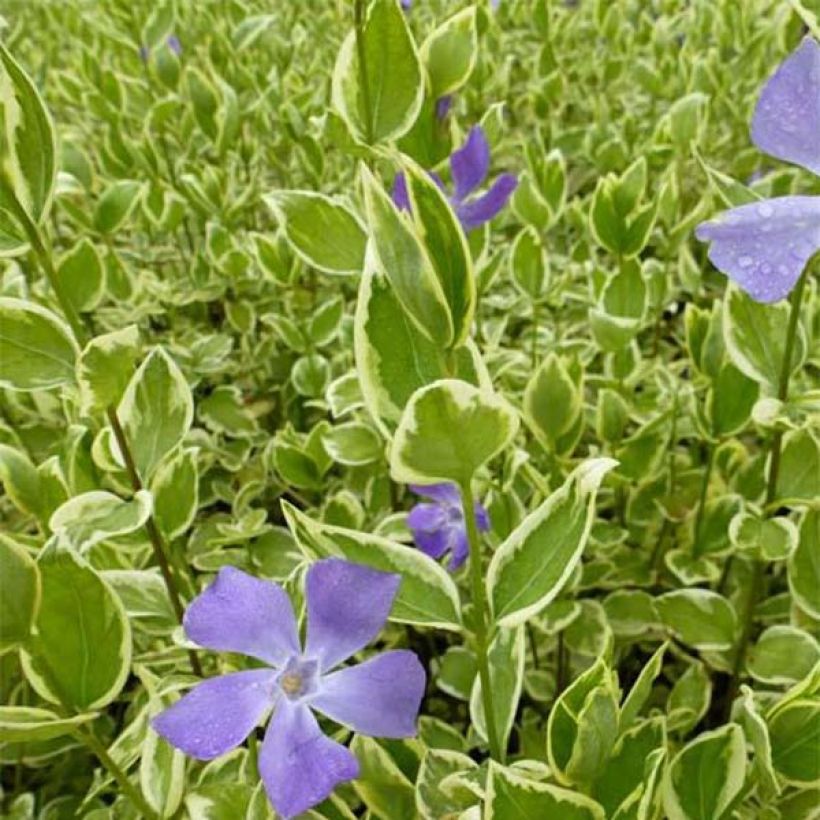 Pervinca-maior Variegata (Floração)