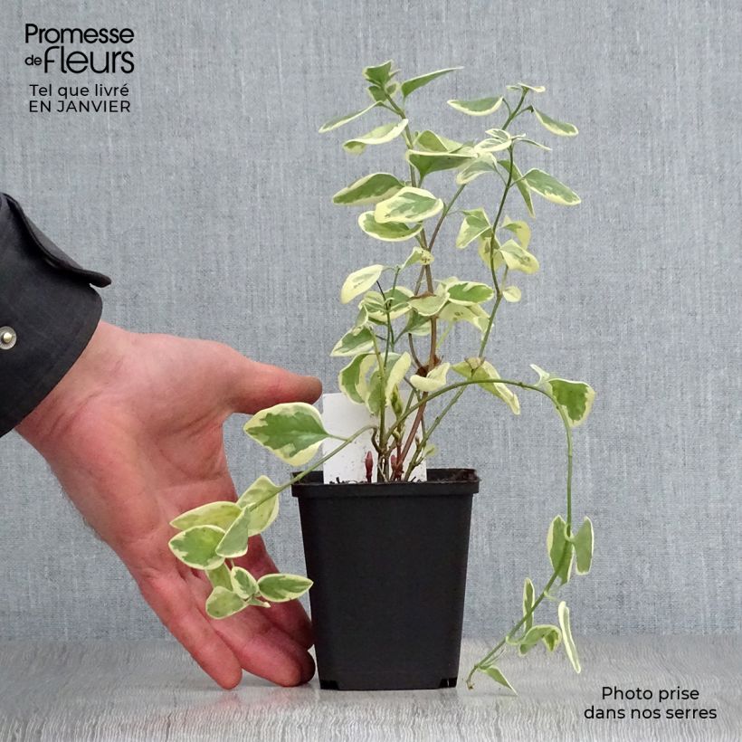 Spécimen de Vinca major Variegata - Grande Pervenche panachée Godet de 8/9 cm tel que livré en hiver