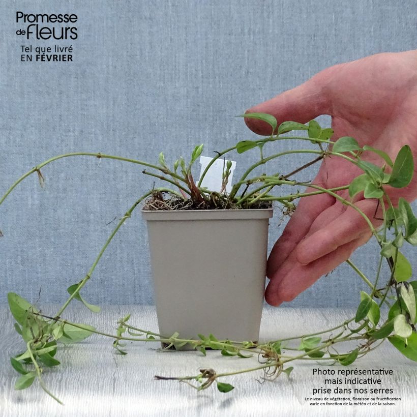 Spécimen de Vinca minor Alba - Petite pervenche Godet de 8/9 cm tel que livré en hiver