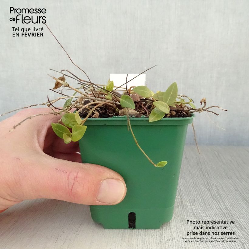 Spécimen de Vinca minor Anna - Petite pervenche Anna Godet de 8/9 cm tel que livré en hiver