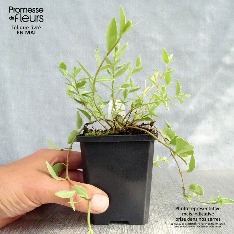 Spécimen de Vinca minor Argenteovariegata - Pervenche panachée à petites fleurs Godet de 8/9 cm tel que livré au printemps