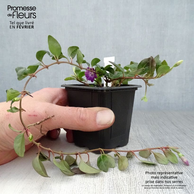 Spécimen de Vinca minor Atropurpurea - Pervenche à petite fleurs   Godet de 8/9 cm tel que livré en hiver