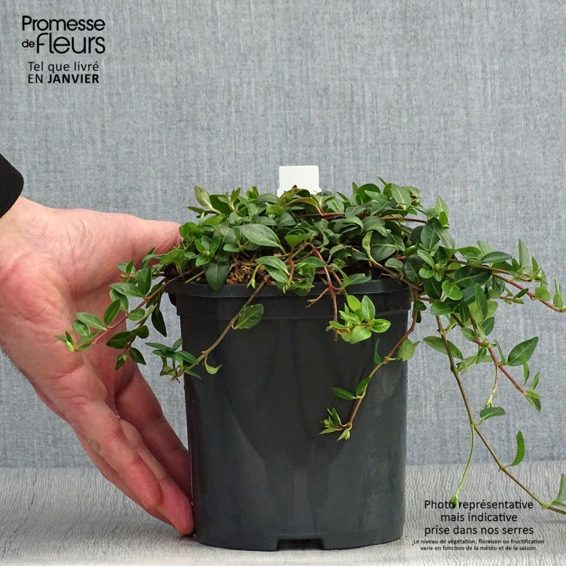 Spécimen de Vinca minor Atropurpurea - Pervenche à petite fleurs   Pot de 2L/3L tel que livré en hiver