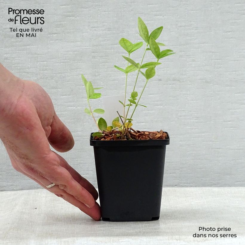 Spécimen de Vinca minor Flower Power - Petite pervenche Godet de 8/9 cm tel que livré au printemps