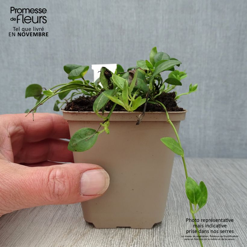 Spécimen de Vinca minor Gertrude Jekyll - Pervenche à petite fleurs  Godet de 8/9 cm tel que livré en automne