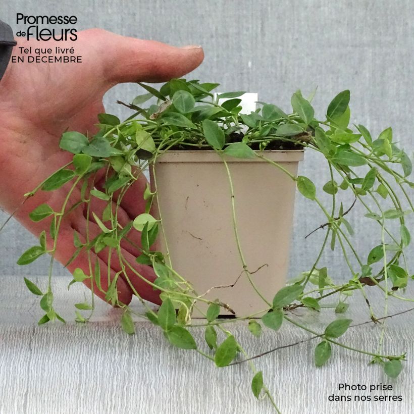 Spécimen de Vinca minor Gertrude Jekyll - Pervenche à petite fleurs  Godet de 8/9 cm tel que livré en hiver