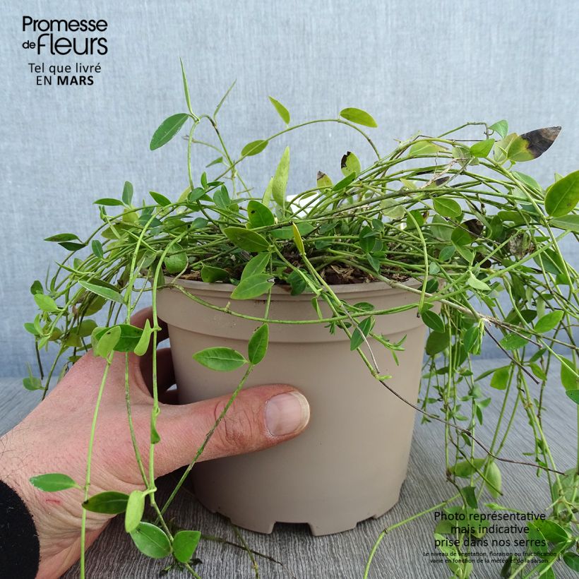 Spécimen de Vinca minor Gertrude Jekyll - Pervenche à petite fleurs  Pot de 2L/3L tel que livré en hiver